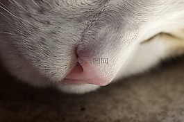鼻子,猫咪,国内的猫