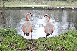 大自然,鳥類,河