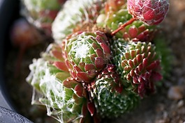 一種肉質(zhì)植物,肉質(zhì) 在這,仙人掌