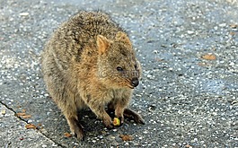 quokka,有袋动物,袋鼠
