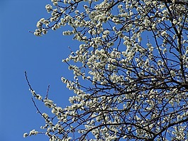 果樹(shù),白,春天