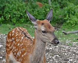 獐鹿,kitz,青年