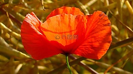 罌粟,花,紅色