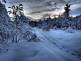冬天,雪,路径