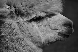 羊駝,動物,羊毛