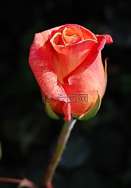 玫瑰,植物区系,花