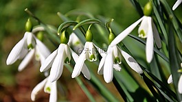 春天,花卉,性質(zhì)