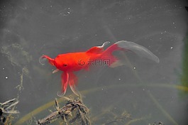 春天,魚,性質(zhì)