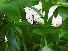 蜘蛛,罗勒,植物