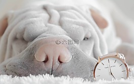 沙皮狗,沙皮狗小狗,小狗