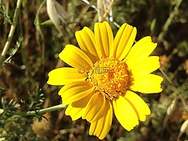 雛菊,花,花的