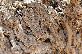 橄欖樹,木,吠