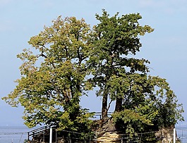 島,樹木,田園