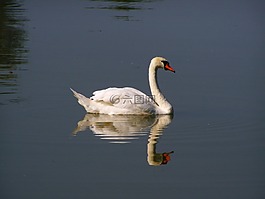 白天鵝,水鳥,水表面