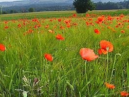 klatschmohn,罌粟花田,罌粟