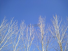 藍天,樹,光
