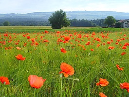 罌粟花田,klatschmohn,罌粟