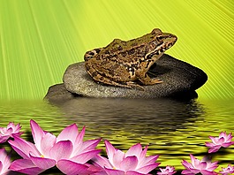 青蛙,睡蓮,石