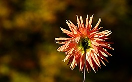 娇琴纱,回,花