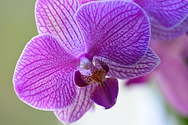 開花,蘭花,紫