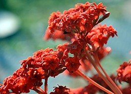 kalamanchoe,小花朵,盆栽植物