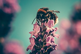蜜蜂,花瓣,授粉