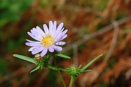 雛菊,花,花的