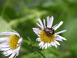 甲虫，昆虫,花,昆虫