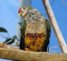 鳥,鴿子,水果
