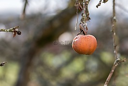 蘋(píng)果,樹(shù),水果