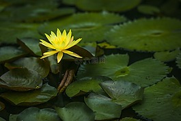 水百合,現(xiàn)場(chǎng),花