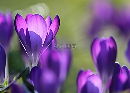 藏紅花,開花,花