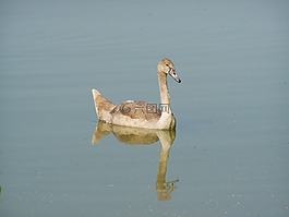 小天鵝,水鳥,水表面