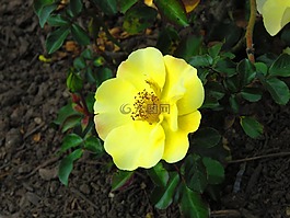 花,植物,開花
