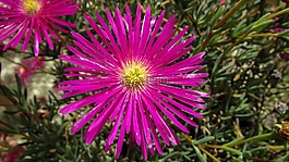 蒲公英,花,紫色