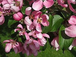 蘋(píng)果樹(shù),花卉,紅色