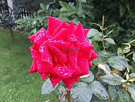 玫瑰,红色花,植物