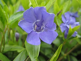 花,藍色,葉