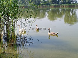 天鵝家庭,白天鵝,水鳥