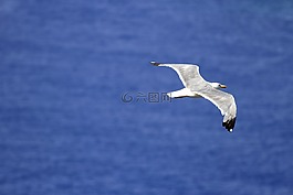 鳥,海鷗,飛