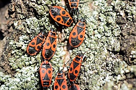 火的bug,pyrrhocoris apterus,繁殖