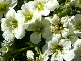鮮花,蘋果花,蘋果