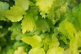 夏天,葉子,樹