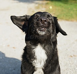 狗,動物,寵物