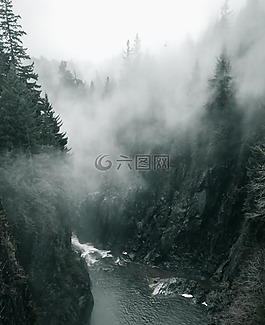 伍茲,霧,森林
