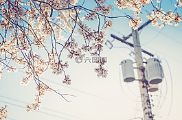 自然,權(quán)力,電力