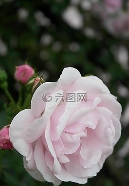 玫瑰,花園,花