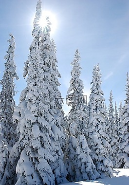 景觀,冬天,雪