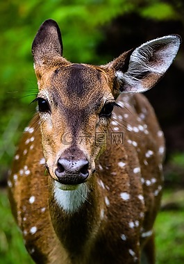 鹿,動物,野生動物