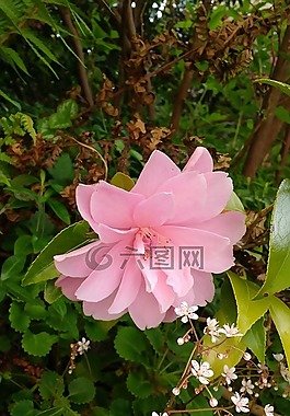 粉紅色的花,花,葉子
